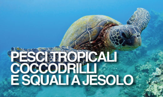 PESCI TROPICALI COCCODRILLI E SQUALI A JESOLO