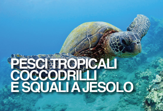 PESCI TROPICALI COCCODRILLI E SQUALI A JESOLO