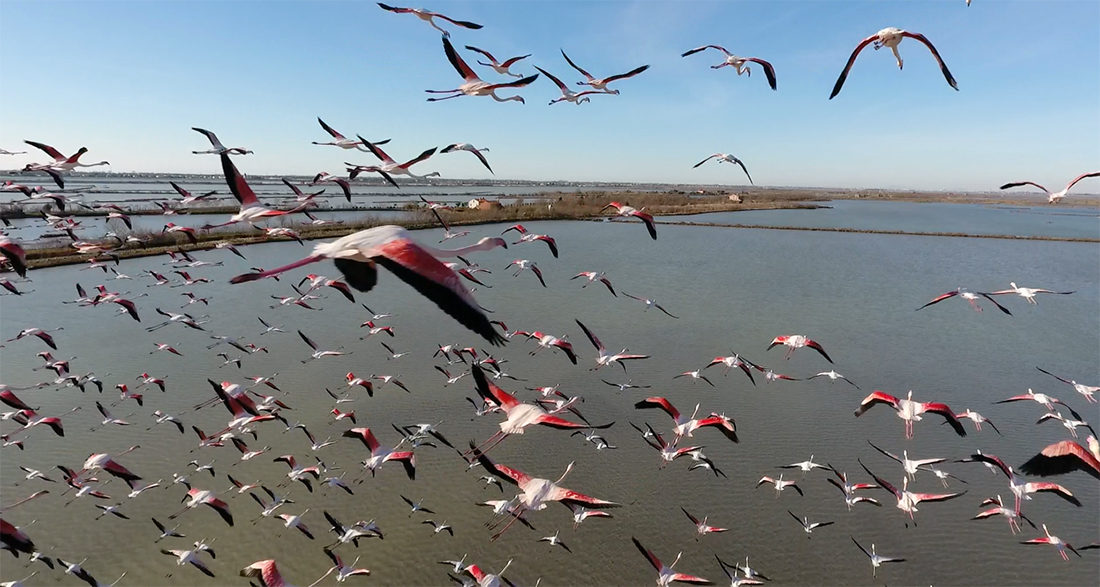 Birdwatching nella Laguna di Venezia