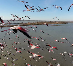 Birdwatching nella Laguna di Venezia