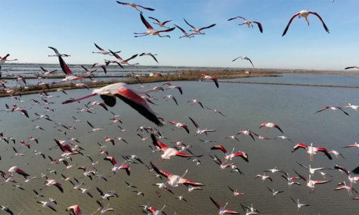 Birdwatching nella Laguna di Venezia