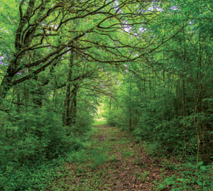 Mestre è “un sacco bella”