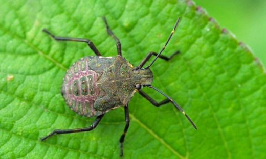 Non solo cimici asiatiche: biodiversità a rischio nel veneziano