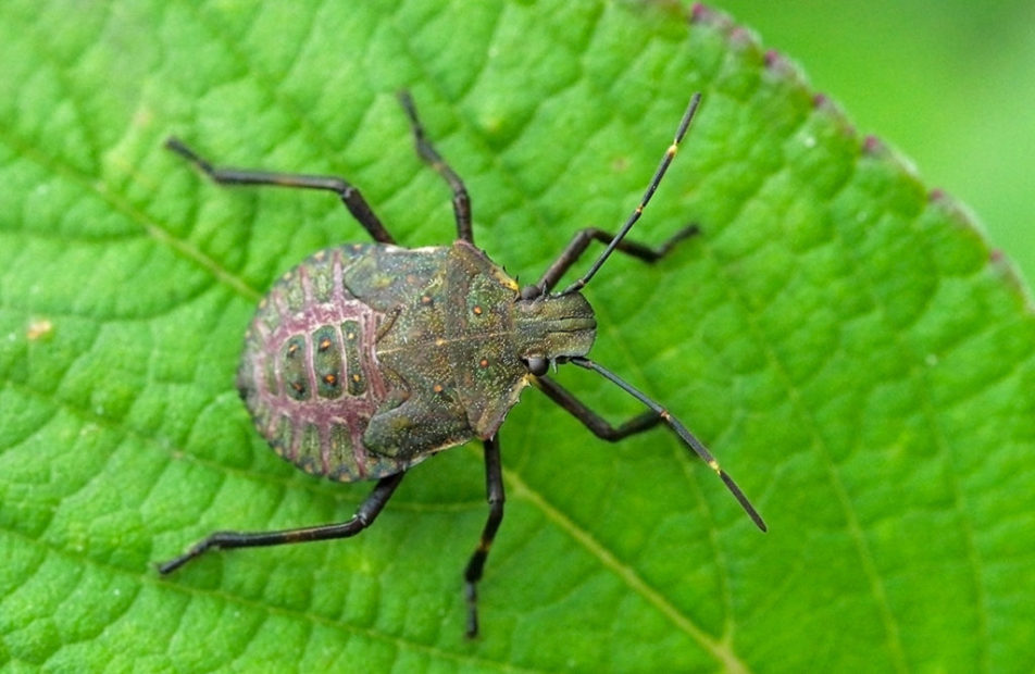 Non solo cimici asiatiche: biodiversità a rischio nel veneziano