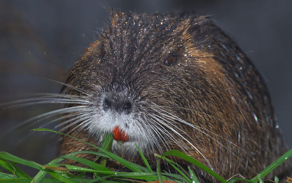 nutrie