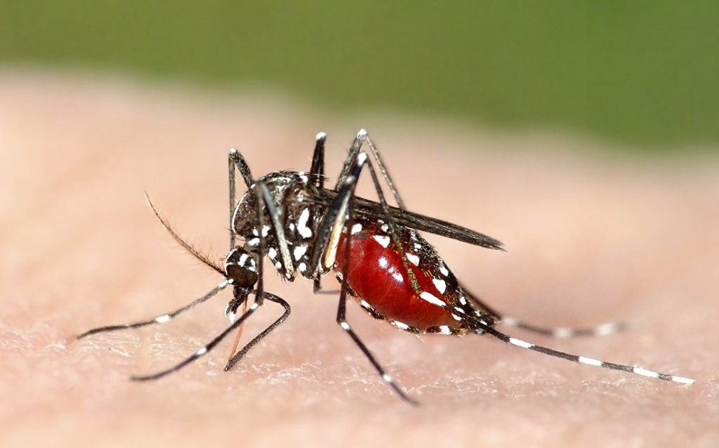 L’estate è finita ma è boom di zanzare e altri insetti