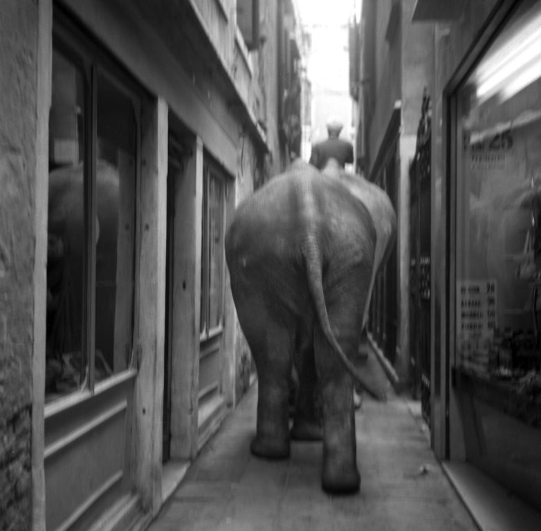 Circo Togni - Venezia 1954 - PH© Vittorio Pavan Archivio Cameraphoto