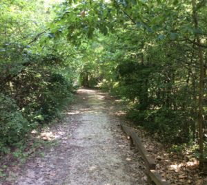 Mestre: un arcipelago di ... boschi!