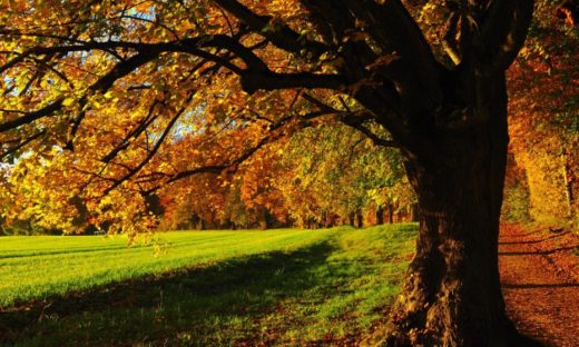 I colori di Mestre. Il verde degli alberi e le nuove cromie