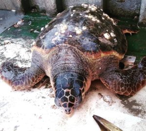 Lido, la spiaggia più bella: anche per tartarughe e delfini