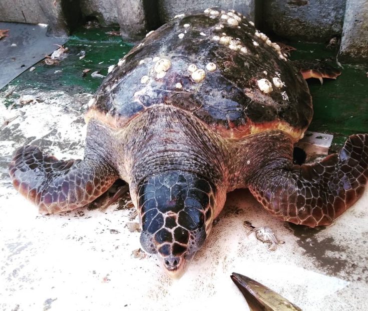 Lido, la spiaggia più bella: anche per tartarughe e delfini