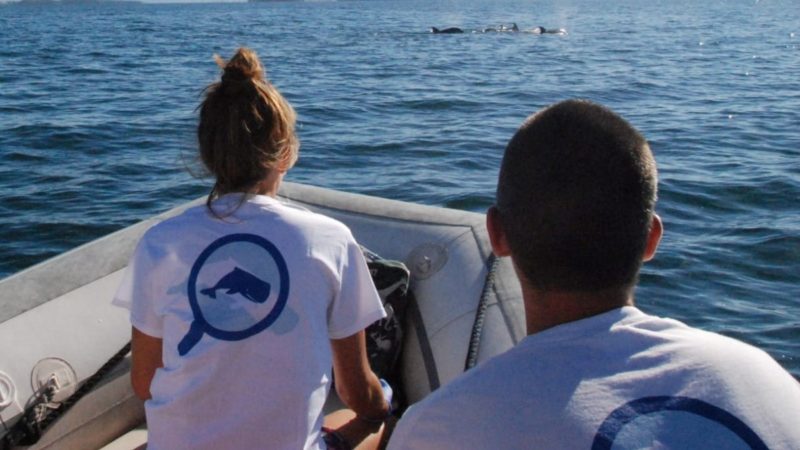 Il team del CERT osserva deflini in mare aperto