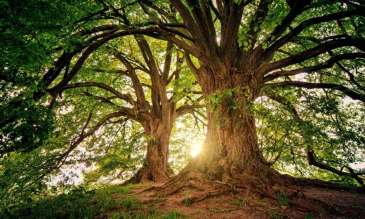 Dagli alberi una maggior qualità della vita