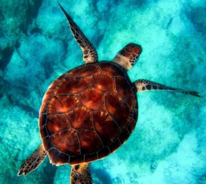 Italian Turtle Day: restituite al mare 9 tartarughe