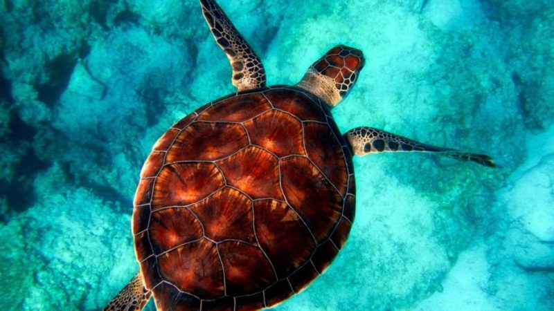 Italian Turtle Day: restituite al mare 9 tartarughe