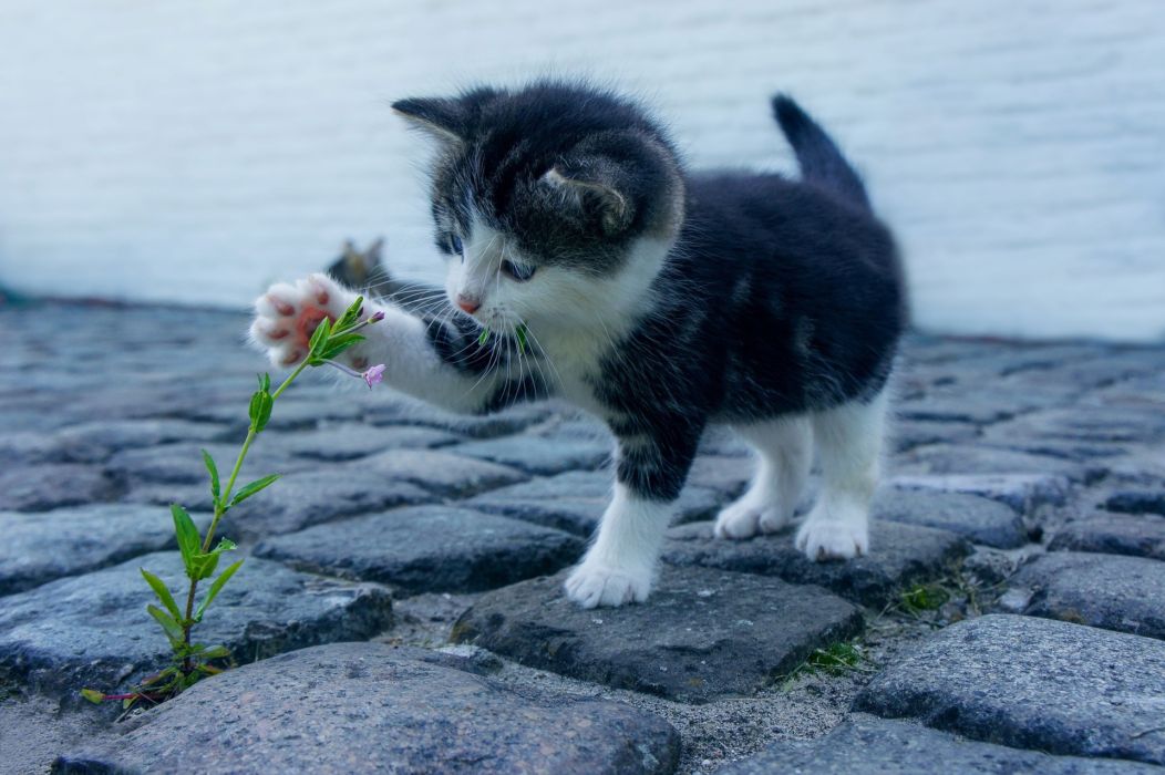 gatti