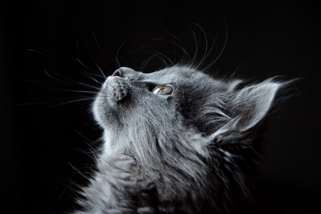 Giornata mondiale del gatto: in Italia, i record di presenze