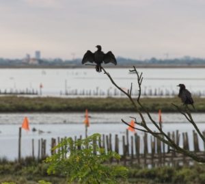 Marangone nella laguna di Venezia