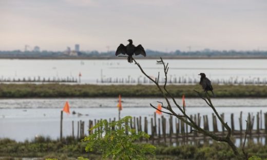 Acqua dolce per richiamare uccelli e pesci nella laguna di Venezia: funziona