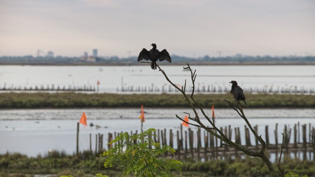 Acqua dolce per richiamare uccelli e pesci nella laguna di Venezia: funziona