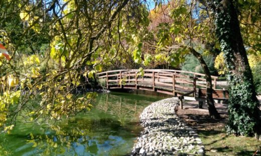 Patrimonio arboreo: alberi e verde pubblico crescono del 10%