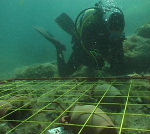 A Caorle, al Museo si viaggia sott'acqua