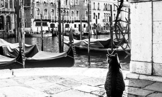 Venezia celata dietro a un gatto