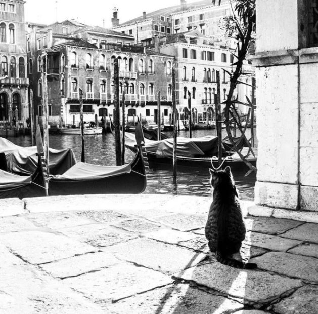 Venezia celata dietro a un gatto