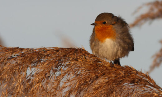 Alla scoperta dell’avifauna veneziana