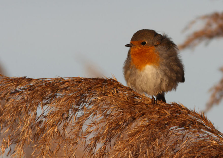 Alla scoperta dell’avifauna veneziana