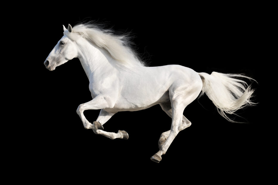cavallo bianco nella notte Vidal