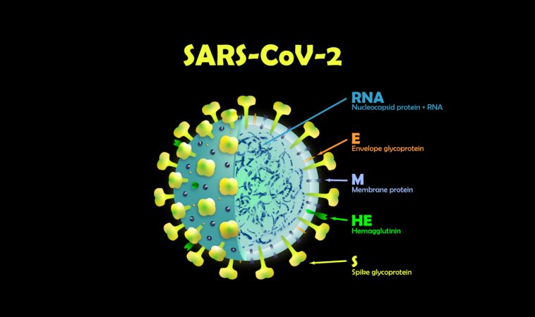 SARS-CoV-2 Coronavirus