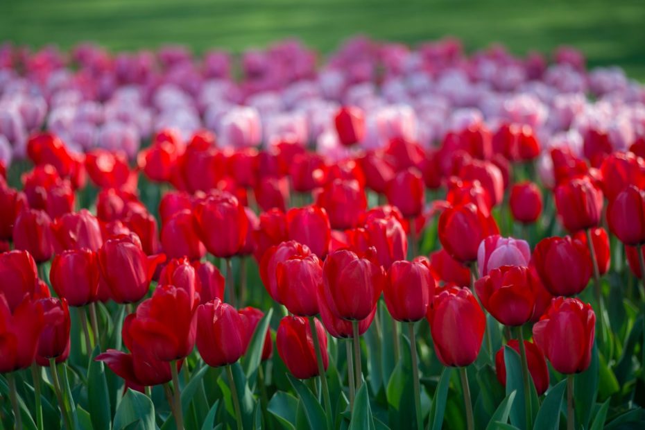Parco Sigurtà tulipani