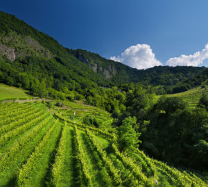 La minaccia del climate change sulle colline del Prosecco