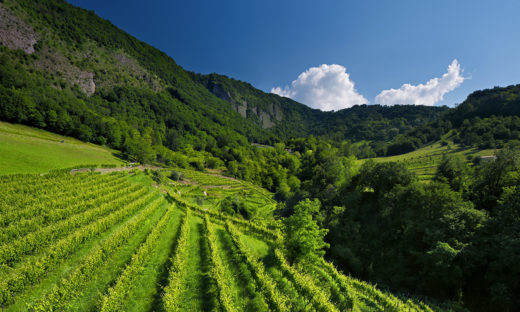 La minaccia del climate change sulle colline del Prosecco