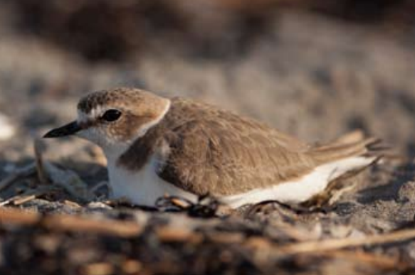 Fratino specie tipica laguna di Venezia mose