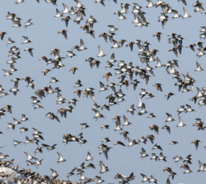 Il Mose e la laguna di Venezia: i cambiamenti registrati in 10 anni di monitoraggi