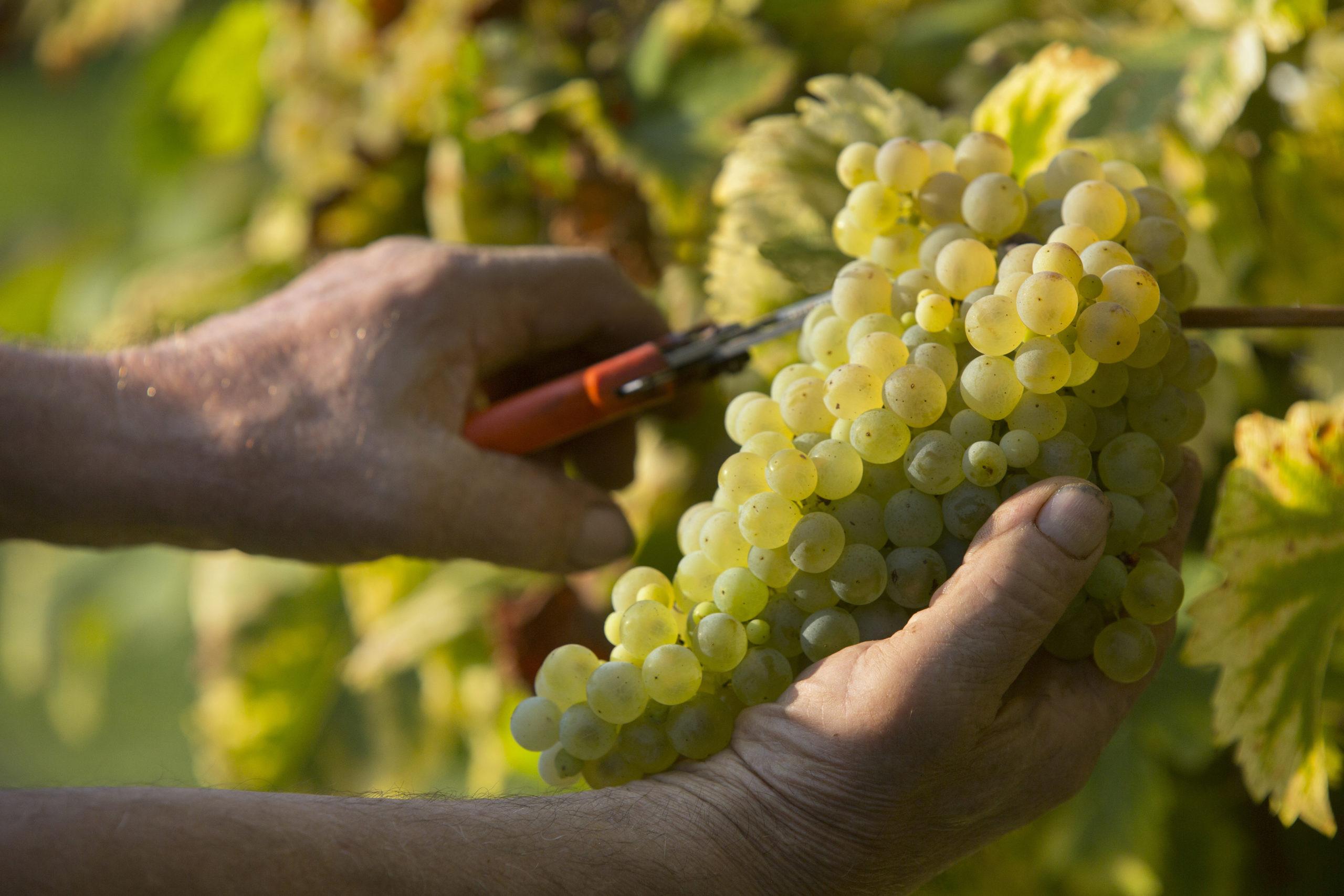 Bottega Vendemmia 3-Settembre 2013