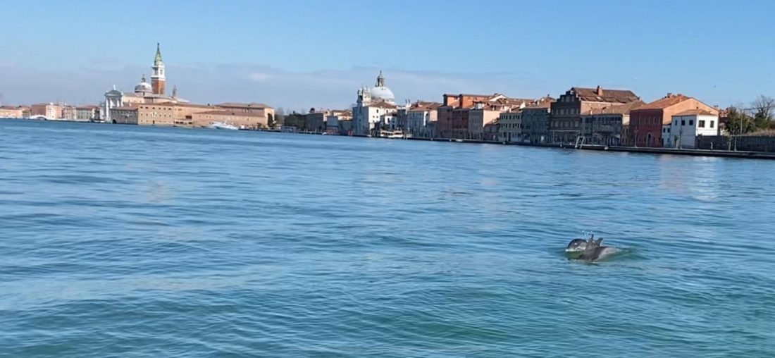 Delfini gourmet a Venezia: tante seppie e orate.