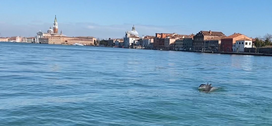 Delfini Gourmet A Venezia Tante Seppie E Orate Metropolitano It