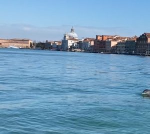 Delfini gourmet a Venezia: tante seppie e orate.