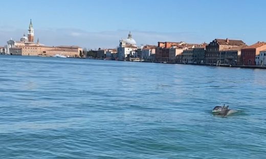 Delfini gourmet a Venezia: tante seppie e orate.