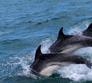 Delfini e tartarughe: aumenta la loro presenza in Alto Adriatico