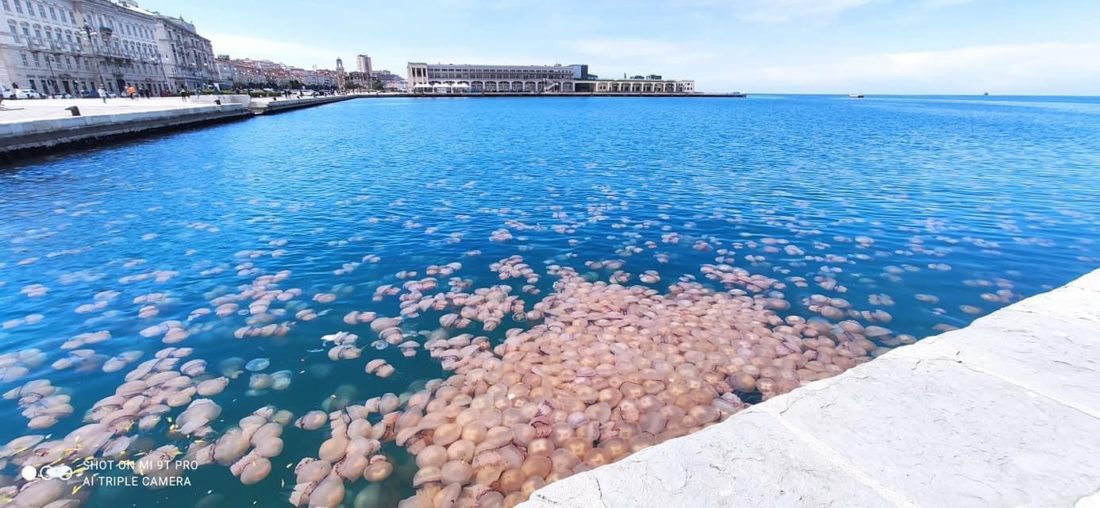 Il bloom di Trieste: il Golfo invaso dalle meduse
