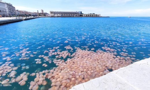 Il bloom di Trieste: il Golfo invaso dalle meduse