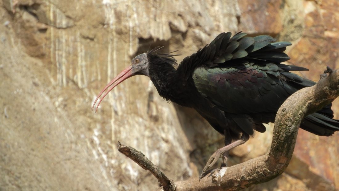 Ambiente: a Roma compare l’Ibis eremita