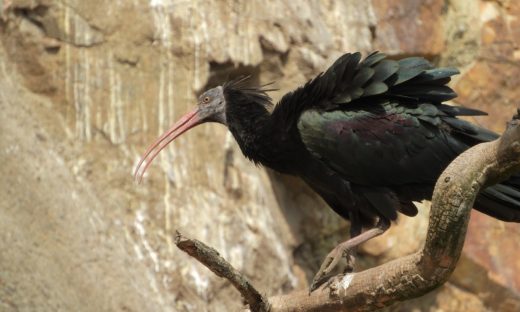 Ambiente: a Roma compare l’Ibis eremita