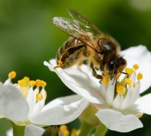 Biodiversità: la direttiva che tutela gli insetti impollinatori