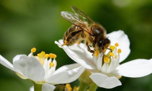 Biodiversità: la direttiva che tutela gli insetti impollinatori