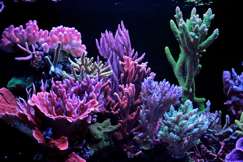 Il canto dei coralli